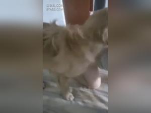 Forbidden Delights: XXX Animal Hardcore Videos