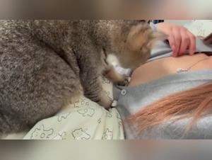 Forbidden desire: China, cat fetish and raw lust