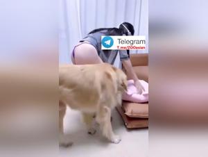 Forbidden Desire: The Chinese Slut and Her Canine Master