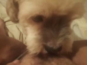 Forbidden desire: The raw passion between woman and dog