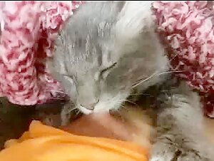 Forbidden intimacy: a feline pussy satisfied