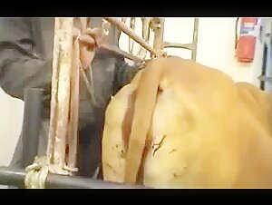 Forbidden pleasures: the bestial ecstasies of the farm