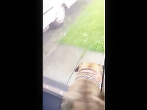 Forbidden sensuality: a woman and her faithful canine companion