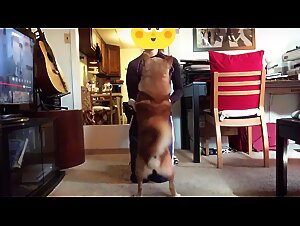 Free hardcore beastiality sex video