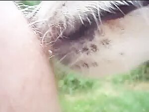 Friendly Dog and its Caresses