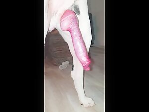 Friendly Dog With A Big Penis That Cums Abundantly