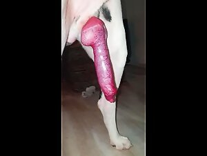 Fuck dirty whore and her dog