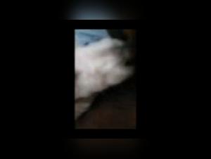 Fuck with dog: a primary thrill