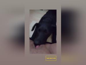 Fuck with dog: immediate bestial ecstial