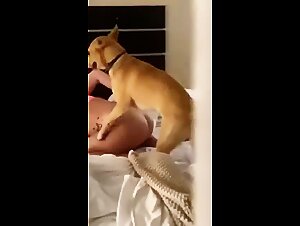 Fucking bitches - Hardcore Zoophilia Video