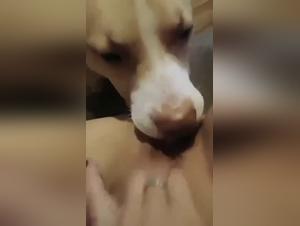 Fucking with a dog, an intense experience