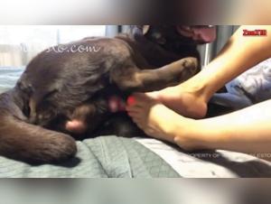 Fusion of human and animal flesh: the sensory abyss