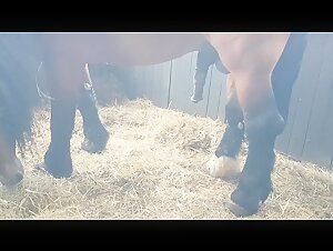 Galloping horse in privacy