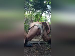 Gay canine domination: wild fiery and raw pleasure