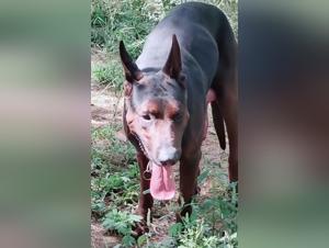 Giant rooster and dog, raw enjoyment