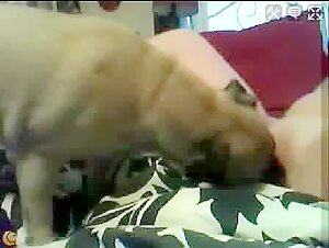 Girl and dog: a beastly encounter