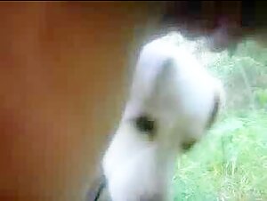 Girl and Her Dog: An Unforgettable Encounter