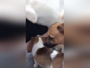 Go beyond the limits: Female Sex Animal Xxx