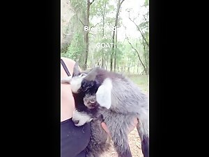 Goat and Human: An Unexpected Meeting