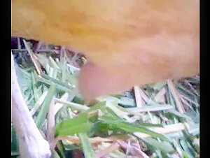 Goat Sex: An Extreme Experience in Zoophilia