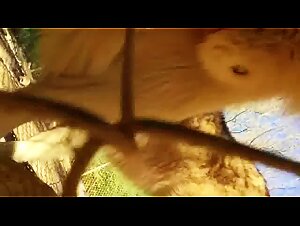 Hand in hand through the fence - Extreme zoophilic videos