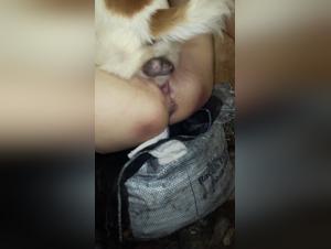 Hardcore animal fuck: the delights of Amandora