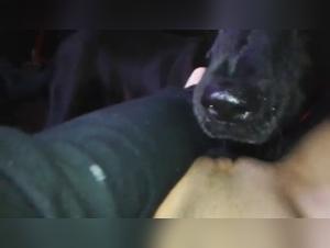 Hardcore Animal Fucking: Obscene Delights and Prime Desires