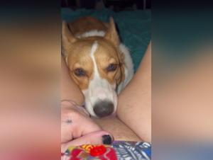Hardcore animal licking: Dog devours the girl