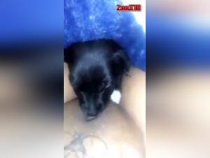 Hardcore Animal Sex: Raw Delights Part 2