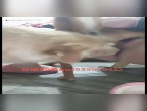 Hardcore Animals: Canine Debauchery