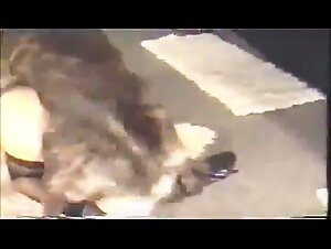 Hardcore bestialite: female orgies and dogs