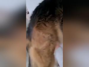 Hardcore bestiality: fantasies made