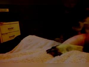 Hardcore Chat: Overwhelming Feline Anal