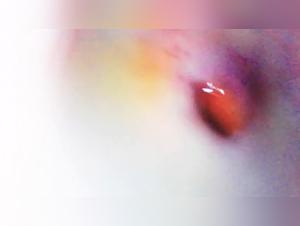 Hardcore Compilations: Animal and Feminine Desire Merged