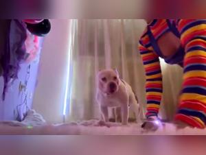 Hardcore webcam: dogs and women in a domination game