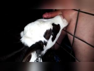 Hardcore Zoophilia: Animalistic Delights