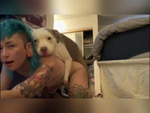 Hardcore zoophilia: Canine debauchery and total submission