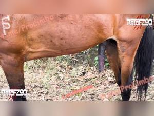 Hidden Obsessions: Marpessa & Blanca Reveal Their Canine Passion