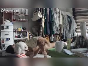 Hidden realities: animal orgies and uncontrolled desire