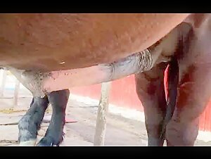 Horny Horse With A Big Cock