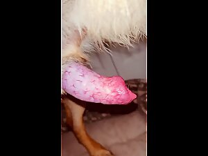 Horny woman handling dog cock