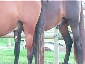 Horse Cock - Bestiality Videos