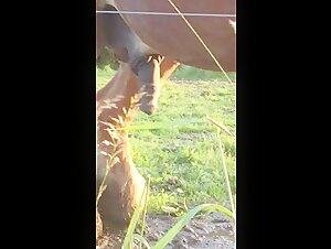 Horse Cock In Imposing Erection