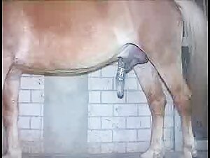 Horse Cum