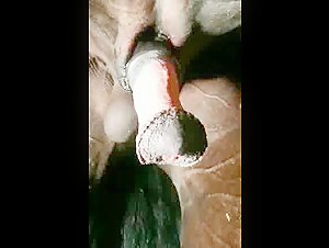 Horse Excited and Ready for Action: Big Dripping Horse Penis