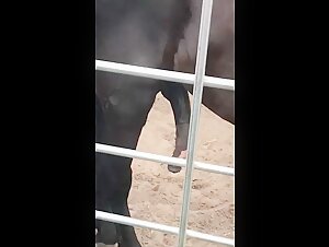Horse Penis - Zoophilia and Bestiality