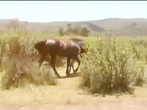Horse Sex