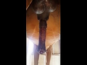 Horse with large penis in a rear view