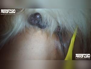 Hot and newest bestiality videos