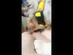 Hot Dog 24: An Exciting Encounter